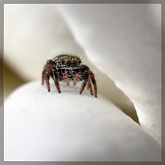 Itty Bitty Jumping Spider on Rose Petal