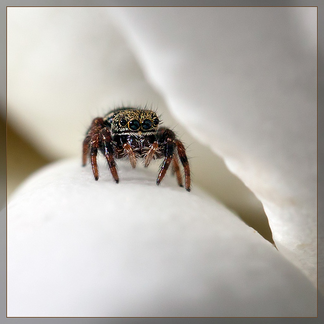 Itty Bitty Jumping Spider on Rose Petal Itty Bitty Jumping Spider on Rose Petal
