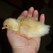 duckling 12 hours old