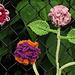 Yarnbomb Flowers 6