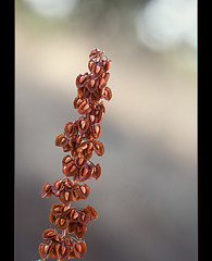 Curly Dock: The 154th Flower of Spring & Summer! (4 more pix below!)