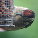 Young Woodpecker