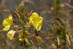 Evening Primrose