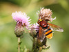 Hornet Mimic Hoverfly