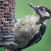 Young Woodpecker