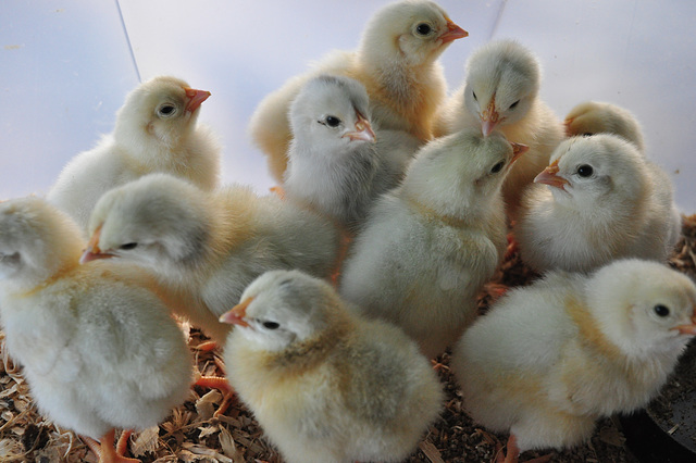 freshly hatched chicks