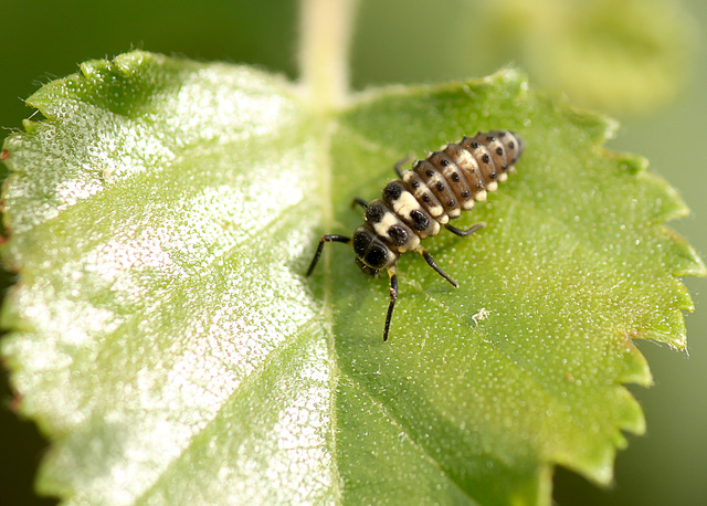 14 Spot Ladybird Larva