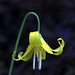 Glacier Lily (Erythronium grandiflorum)