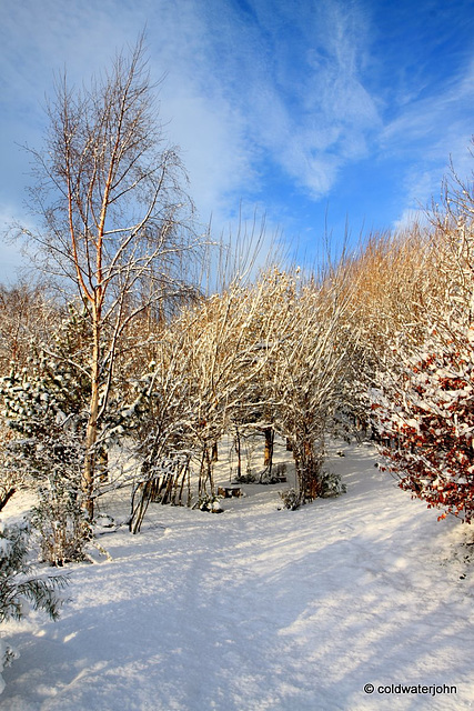 Sun and snow - garden walk Dec 10 2011