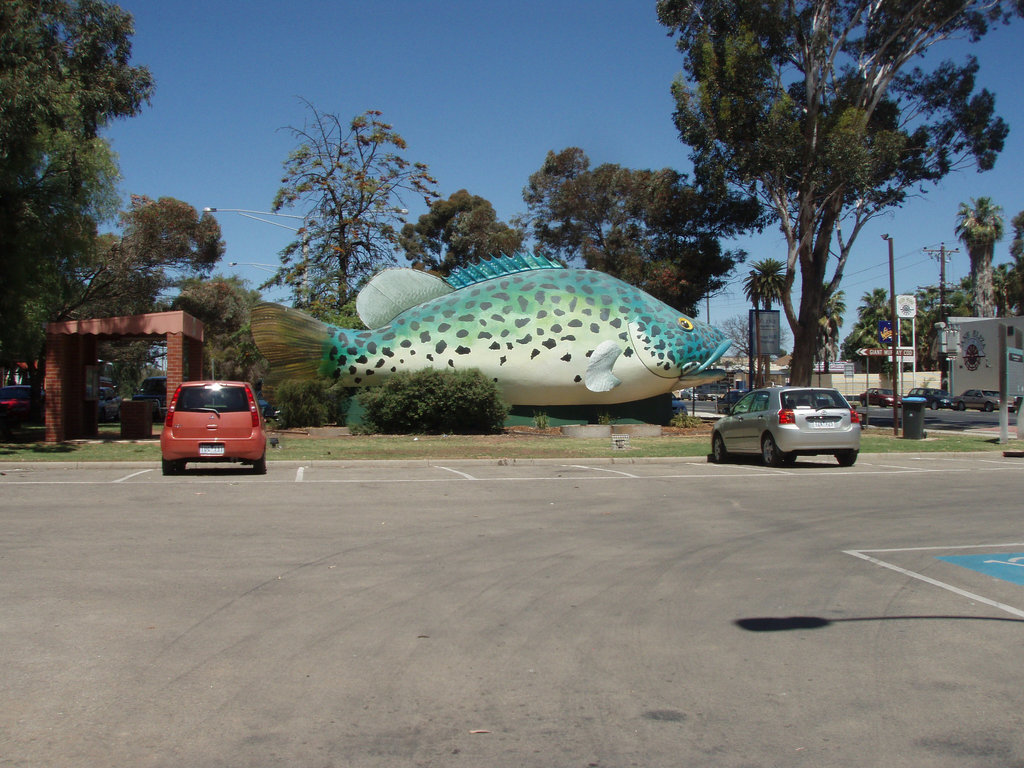 The Big Murray River Cod