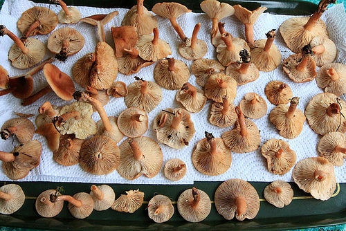 Lactarius?