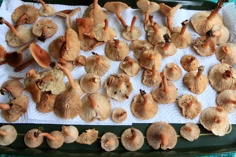 Lactarius?