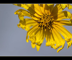 Showy Tarweed (Set 2 of 3): The 153rd Flower of Spring & Summer! (2 more pix below)