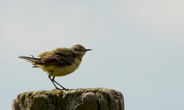 Unknown Poss ChiffChaff