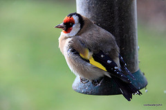 Obese Goldfinch 5189454055 o