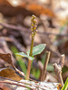 Neottia bifolia (Southern Twayblade orchid) in bud