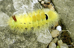 Caterpillar in Rudyard Kipling's garden - Bateman's