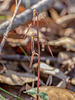 Neottia bifolia (Southern Twayblade orchid)