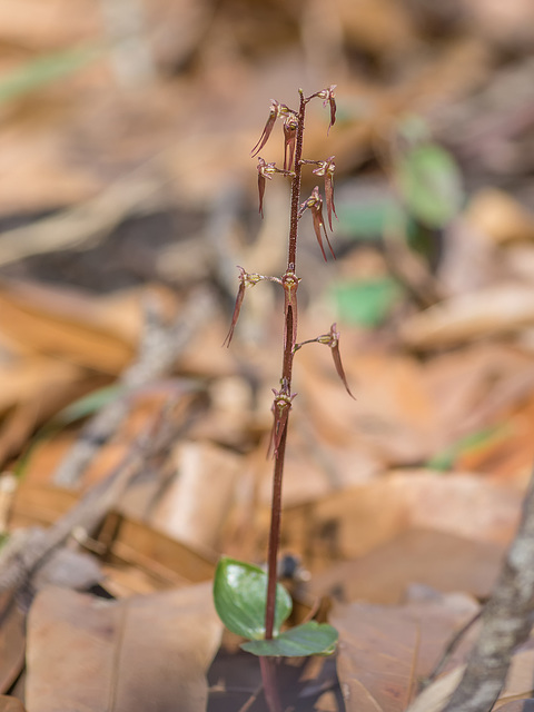 Neottia bifolia (Southern Twayblade orchid)