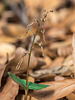 Neottia bifolia (Southern Twayblade orchid)