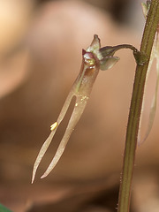Neottia bifolia (Southern Twayblade orchid) pollinia on flower lip