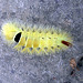 Caterpillar in Rudyard Kipling's garden - Bateman's