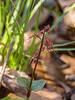 Neottia bifolia (Southern Twayblade orchid)