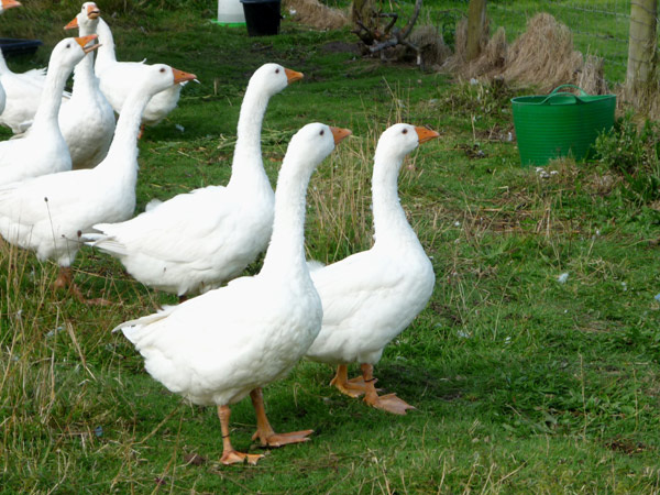 Geese gaggling