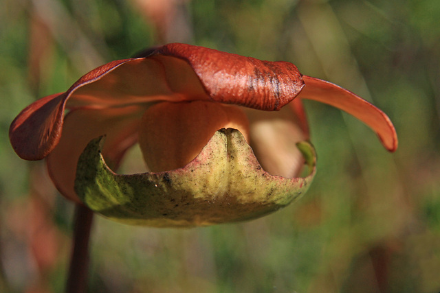 Halloween Flower