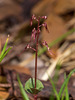 Neottia bifolia (Southern Twayblade orchid)