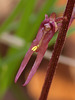 Neottia bifolia (Southern Twayblade orchid) pollinia on flower lip