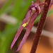 Neottia bifolia (Southern Twayblade orchid) pollinia on flower lip