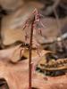 Neottia bifolia (Southern Twayblade orchid)