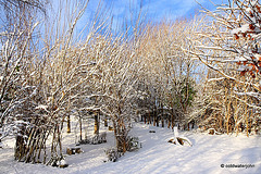 Sun and snow - garden walk Dec 10 2011