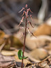 Neottia bifolia (Southern Twayblade orchid)