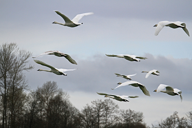 Swans in Flight