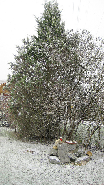 die Zypresse im ersten Schneefall