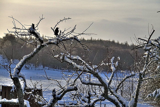 Blackbird sunning himself on the pruned fruit trees 4233758570 o