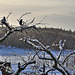 Blackbird sunning himself on the pruned fruit trees 4233758570 o