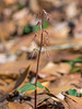 Neottia bifolia (Southern Twayblade orchid)