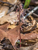 Neottia bifolia (Southern Twayblade orchid)