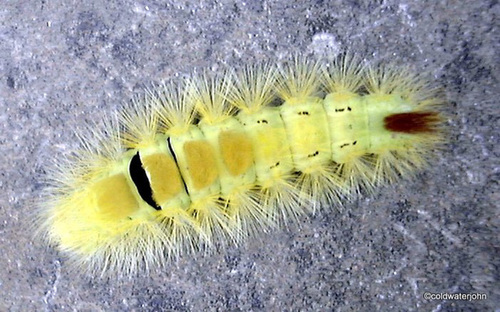 Caterpillar in Rudyard Kipling's garden