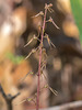 Neottia bifolia (Southern Twayblade orchid)