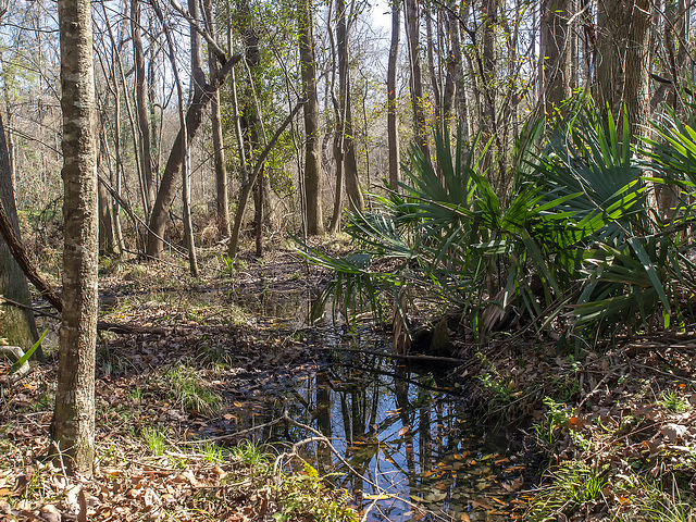 Orchid habitat - Francis Marion National Forest