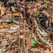 Corallorhiza wisteriana (Spring Coralroot orchid) group