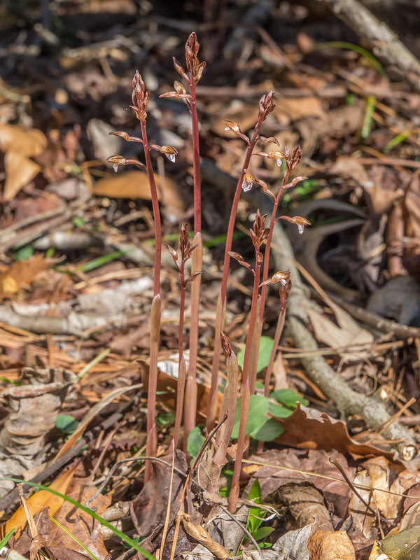 Corallorhiza wisteriana (Spring Coralroot orchid) group