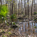 Orchid habitat - Francis Marion National Forest