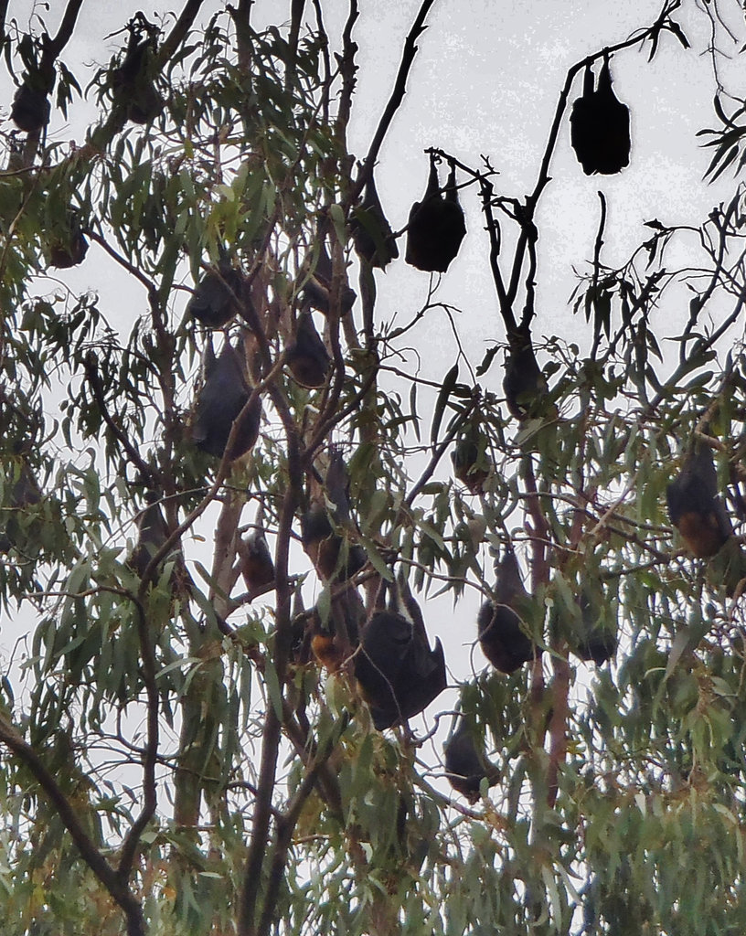 flying foxes at Yarra Bend