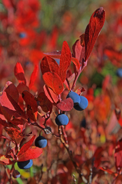 Autumn Abstract