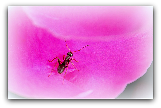 Fourmis sur une Roooooze